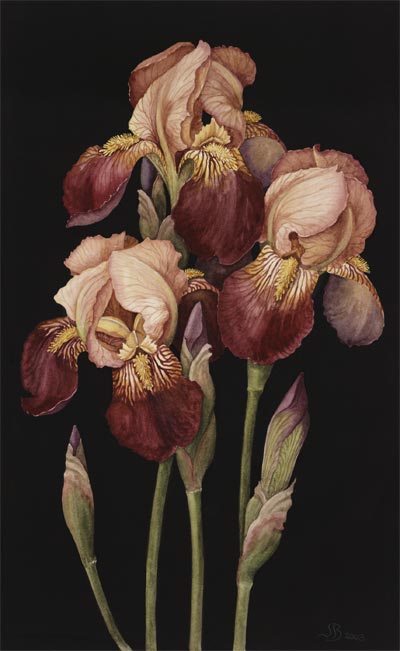'Irises', Watercolour, Jenny Barron