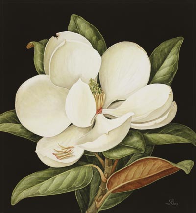 'Magnolia', Watercolour, Jenny Barron