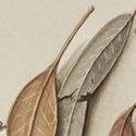 'Eucalyptus Leaves', Watercolour, Jenny Barron