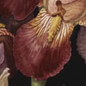 'Irises', Watercolour, Jenny Barron