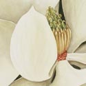 'Magnolia', Watercolour, Jenny Barron