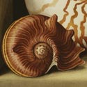 'Still Life with Nautilus', Watercolour, Jenny Barron